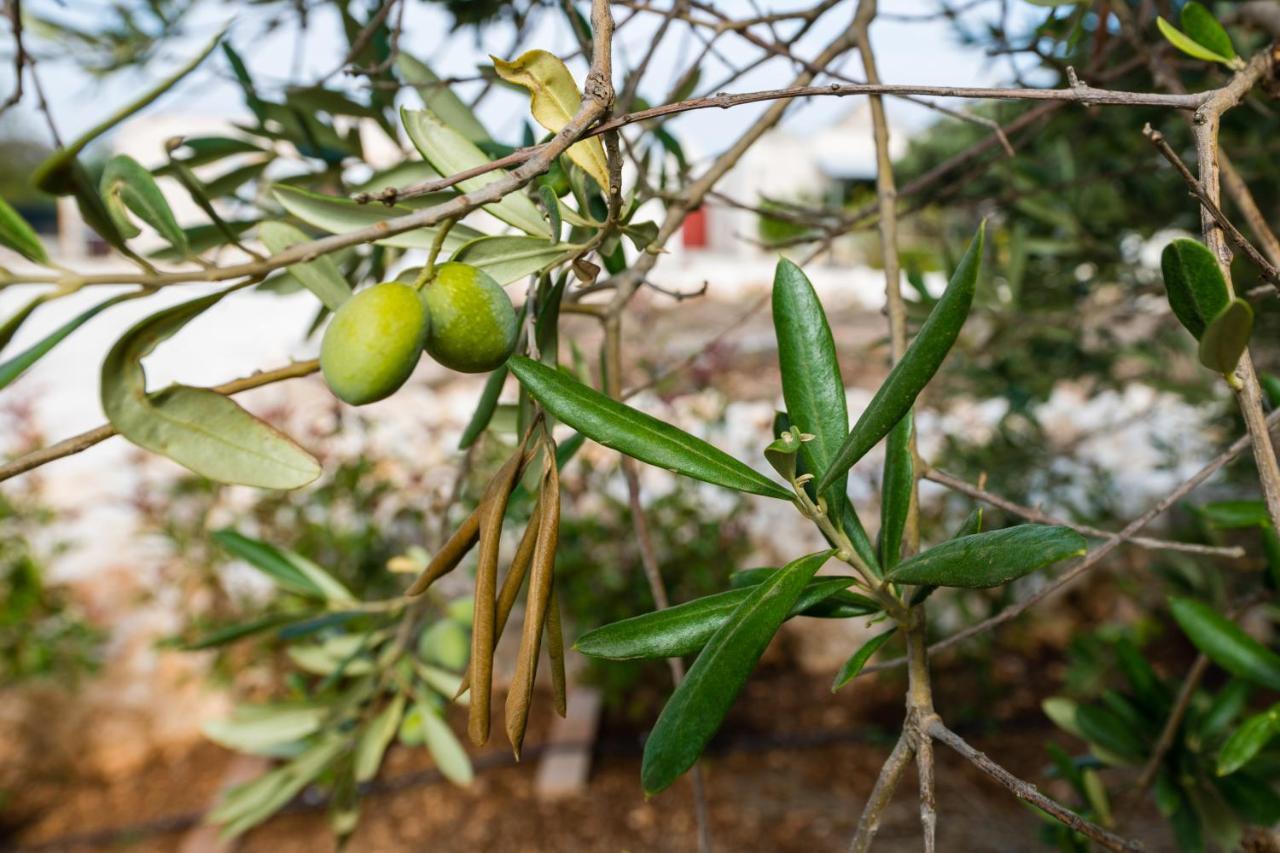 Masseria Mezza Ruota ألبيروبيللو المظهر الخارجي الصورة